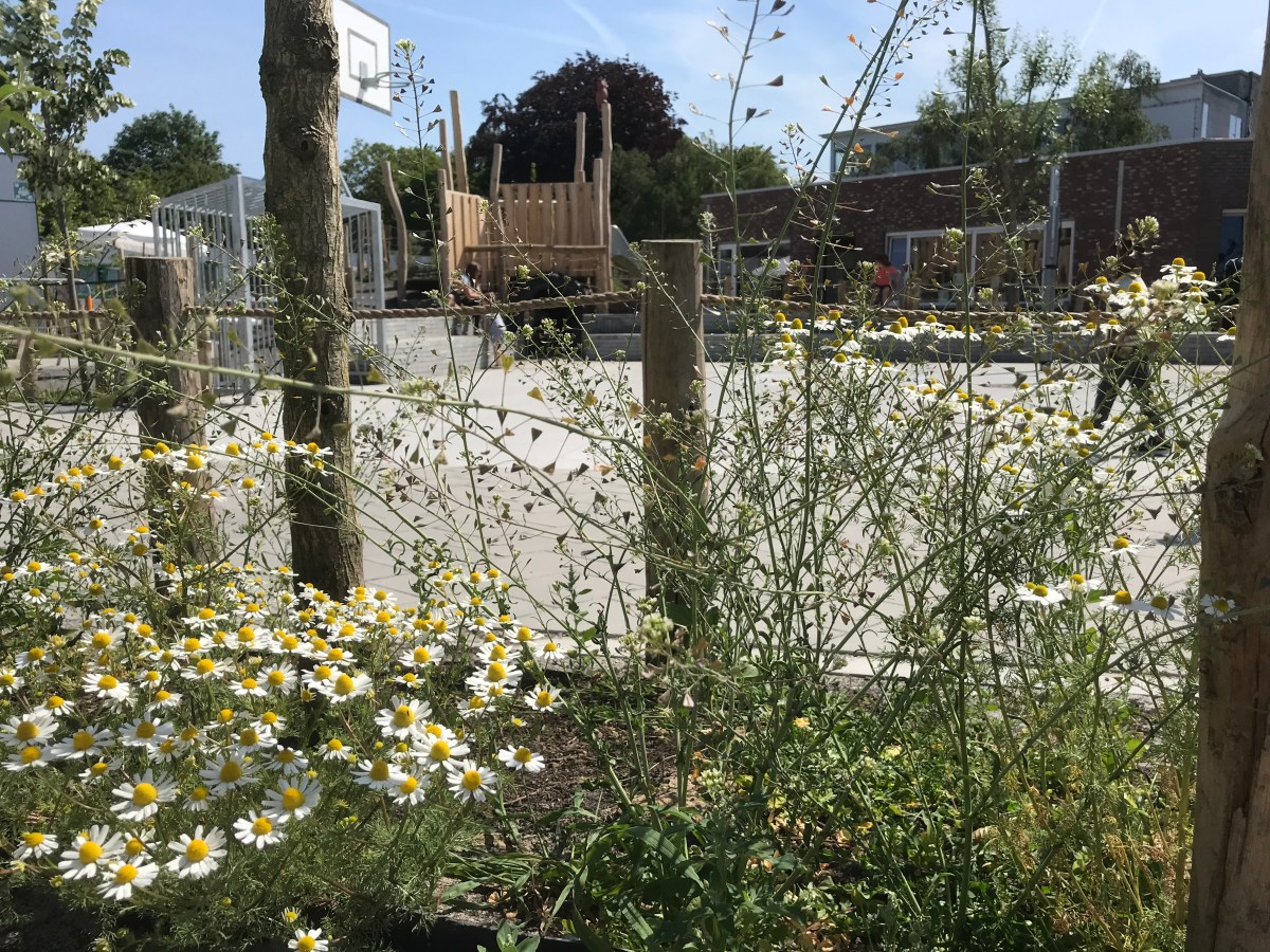 The Great Plant&nbsp;Hunt